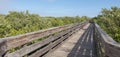 Wooden boardwalk over mangroves in florida