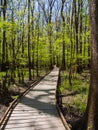 Boardwalk Through Hardwood Forests, Congaree National Park Royalty Free Stock Photo