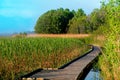 Boardwalk path in swamp