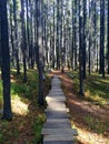 Wooden boardwalk pathway through forest of lodgepole pine trees
