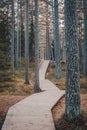 Wooden boardwalk in pine forest. Autumn landscape.