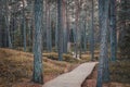 Wooden boardwalk in pine forest. Autumn landscape.