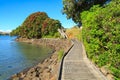 Wooden boardwalk and pohutukawa tree. Raglan, New Zealand