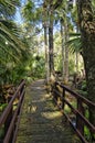 Wooden boardwalk in the recreation area in the Ocala National Forest located in Juniper Springs Florida Royalty Free Stock Photo