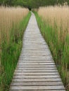 Wooden Boardwalk in Tall Reeds