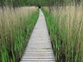 Wooden Boardwalk in Tall Reeds Royalty Free Stock Photo