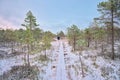 Wooden boardwalk through wetlands with pine tries in winter in the Estonian countryside