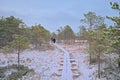 Wooden boardwalk through wetlands with pine trees in winter in the Estonian countryside