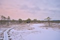 Wooden boardwalk through wetlands with pine tries in winter in the Estonian countryside