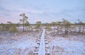 Wooden boardwalk through wetlands with pine tries in winter in the Estonian countryside