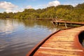 A wooden boardwalk winding through erosion preventing mangrove trees Royalty Free Stock Photo