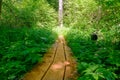 A wooden boardwalk winds and bends through a lush green tropical forest.Ferns and trees cast shadows on the wood walkway