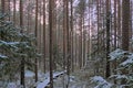 Wooden boardwalk through a winter pine forest in the Estonian countryside on a colorful evening sky