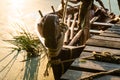 Bow of a sailing-rowing vessel next to a wooden pier.