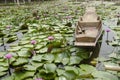 Wooden boat floating for travelers people rowing with Red lotus
