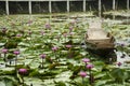 Wooden boat floating for travelers people rowing with Red lotus