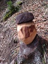 Wooden bolete in the mountains