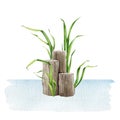Wooden bollard with grass in the water watercolor illustration. River, lake, pond landscape natural element. Timber