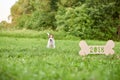 Adorable happy fox terrier dog at the park 2018 new year greetin Royalty Free Stock Photo