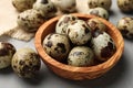 Wooden bowl and many speckled quail eggs on grey table, closeup