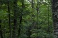 Wooden box bird house in green forest camouflaged as housing Royalty Free Stock Photo