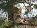 Wooden box bird Royalty Free Stock Photo