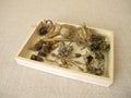 A wooden box of collected seeds and seed pods of flowers and wildflowers Royalty Free Stock Photo