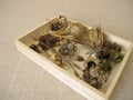 A wooden box of collected seeds and seed pods of flowers and wildflowers Royalty Free Stock Photo