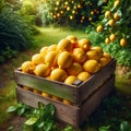A wooden box filled with harvested lemons at a garden