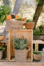 Wooden box with flower pots and vegetables on a background of trees. Royalty Free Stock Photo