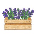 Wooden box with flowers bouquet of lavender marker illustration