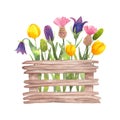 Wooden box with flowers from the garden. Spring botanical composition for Easter. Watercolor simple illustration