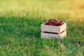 Wooden box with fresh ripe cherry on green grass at sunset.