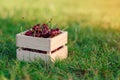 Wooden box with fresh ripe cherry on green grass at sunset. Royalty Free Stock Photo