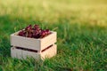 Wooden box with fresh ripe cherry on green grass at sunset. Royalty Free Stock Photo