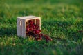 Wooden box with fresh ripe cherry on green grass at sunset. Summer fresh fruits.