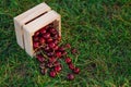 Wooden box with fresh ripe cherry on green grass at sunset. Summer fresh fruits. Royalty Free Stock Photo