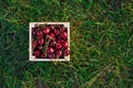 Wooden box with fresh ripe cherry on green grass at sunset. Summer fresh fruits. Royalty Free Stock Photo