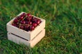 Wooden box with fresh ripe cherry on green grass at sunset. Summer fresh fruits. Royalty Free Stock Photo