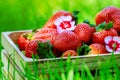 Wooden box with fresh ripe organic strawberries on green grass at summer fresh fruits Royalty Free Stock Photo