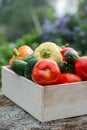 Wooden box with fresh vegetables (tomato, cucumber, bell pepper) in the garden, on the farm. Selective focus, Close up. Royalty Free Stock Photo