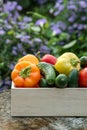Wooden box with fresh vegetables (tomato, cucumber, bell pepper) in the garden, on the farm. Selective focus, Close up. Royalty Free Stock Photo