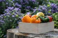 Wooden box with fresh vegetables tomato, cucumber, bell pepper in the garden, on the farm. Selective focus, Close up Royalty Free Stock Photo