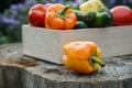 Wooden box with fresh vegetables tomato, cucumber, bell pepper in the garden, on the farm. Selective focus, Close up Royalty Free Stock Photo