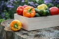 Wooden box with fresh vegetables tomato, cucumber, bell pepper in the garden, on the farm. Selective focus, Close up Royalty Free Stock Photo