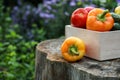 Wooden box with fresh vegetables tomato, cucumber, bell pepper in the garden, on the farm. Selective focus, Close up Royalty Free Stock Photo