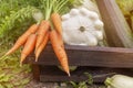 Wooden box full of fresh raw vegetables. Vegetable basket: cabbage, carrots, zucchini. Harvesting. Fresh vegetables. Close up. Royalty Free Stock Photo