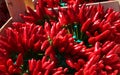 wooden box full of Mexican chilli peppers Royalty Free Stock Photo