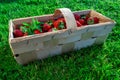 Wooden box full of red ripe strawberries outside on a green lawn. Harvesting summer fruits Royalty Free Stock Photo