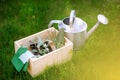 Wooden box, garden gloves, watering can, garden tools and young seedling Royalty Free Stock Photo